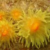 Anemone Corail solitaire jaune 2